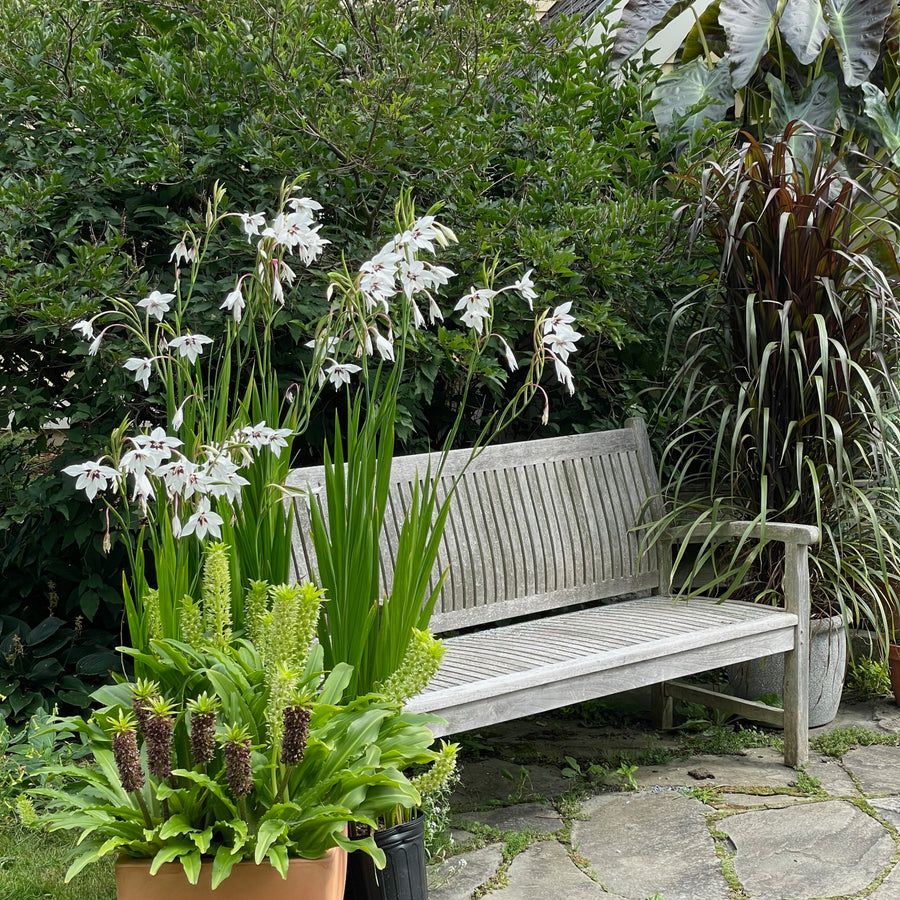 Acidanthera Gladiolus Murielae Summer Bulbs ACDNGADBLB - acidanthera gladiolus white summer flower bulb - image4 4