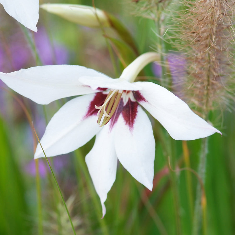 Acidanthera Gladiolus Murielae Summer Bulbs ACDNGADBLB - acidanthera gladiolus white summer flower bulb - image5 5