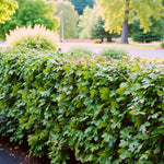 Acer Field Maple Hedging A neatly trimmed Field Maple hedge with dense, bright green lobed leaves in full summer growth, bordering a landscaped area with trees and shrubs. 1