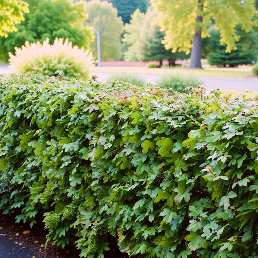 Acer Field Maple Hedging A neatly trimmed Field Maple hedge with dense, bright green lobed leaves in full summer growth, bordering a landscaped area with trees and shrubs. 1