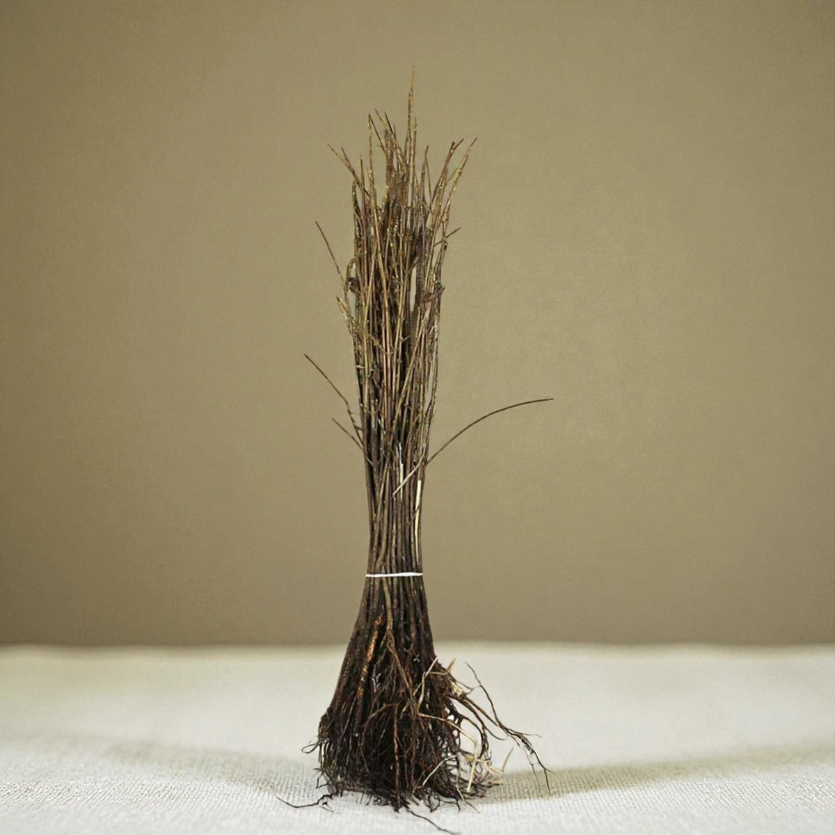 Acer Field Maple Hedging  2