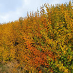 Acer Field Maple Hedging  4