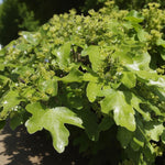 Acer Field Maple Hedging  3