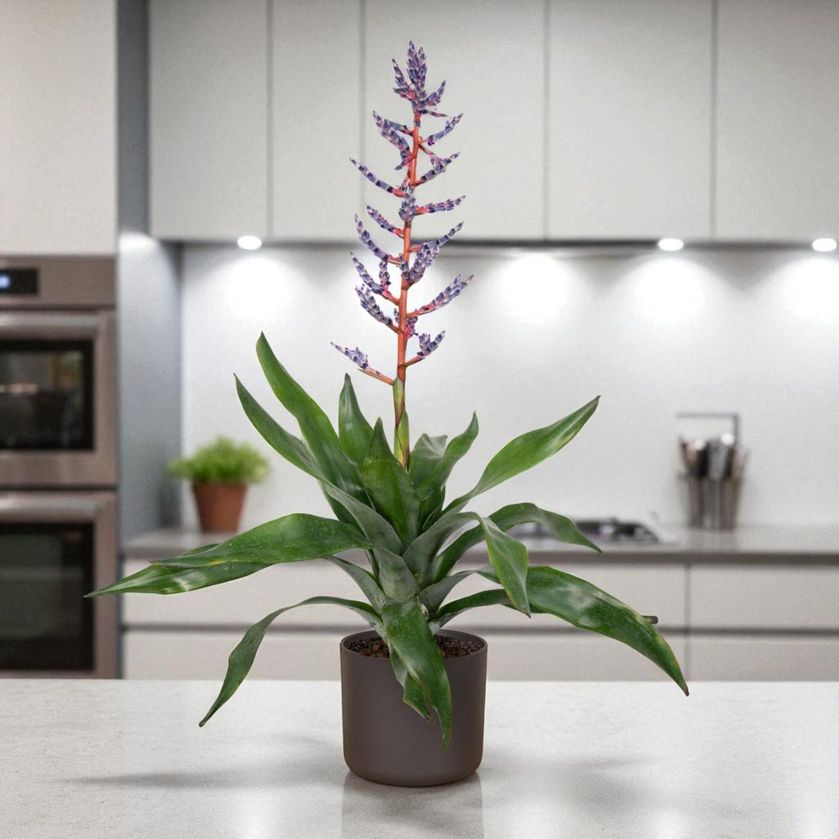 Aechmea Blue Rain  2