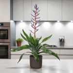 Aechmea Blue Rain  2