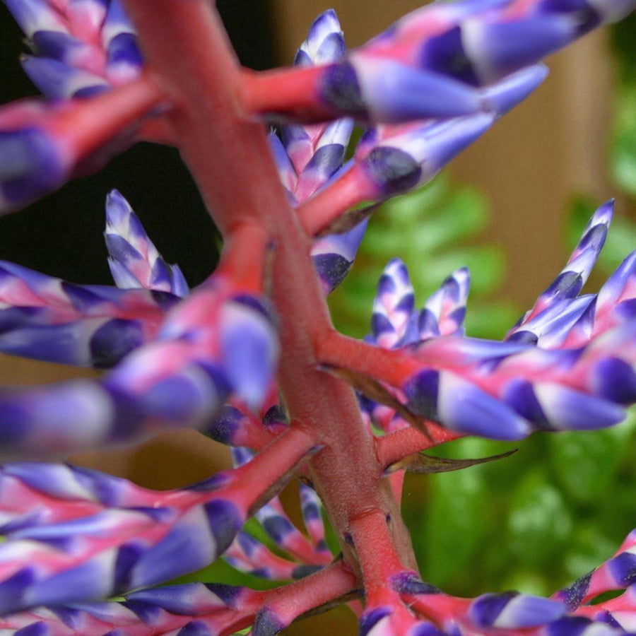 Aechmea Blue Rain Gift Wrapped  4