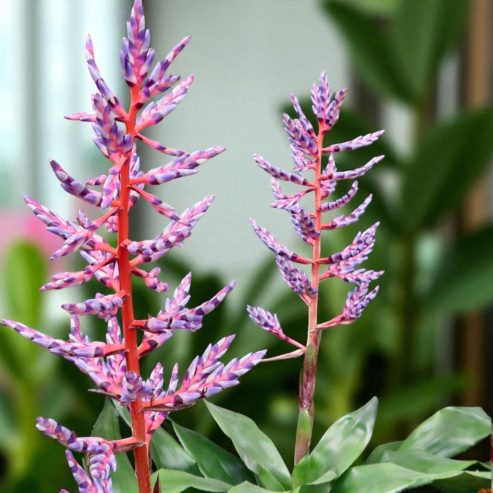 Aechmea Blue Rain