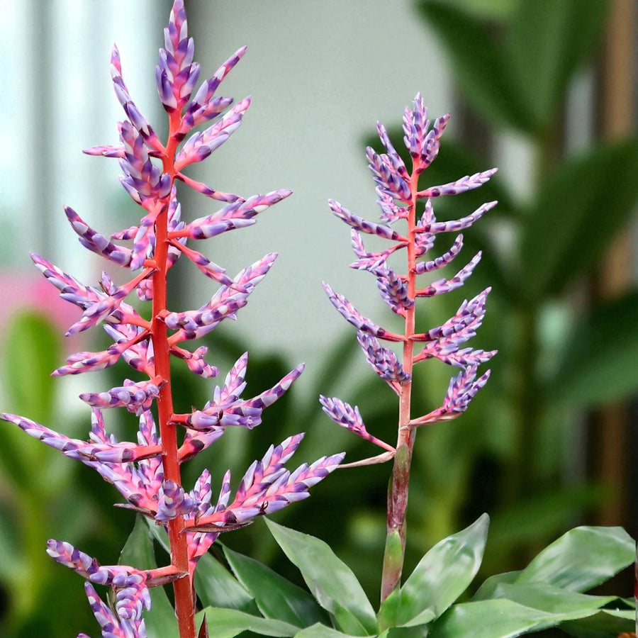 Aechmea Blue Rain Gift Wrapped  3