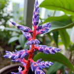 Aechmea Blue Rain  3