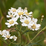Achillea 'The Pearl' - Achillea ptarmica Pond Plant Close up of a cluster of white Achillea ptarmica flowers with small yellow centres and delicate petals, growing on slender green stems against a blurred natural background. 1
