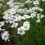 Achillea 'The Pearl' - Achillea ptarmica Pond Plant Dense patch of blooming Achillea ptarmica with numerous small white flowers featuring pale yellow centres, surrounded by thin green foliage. 2