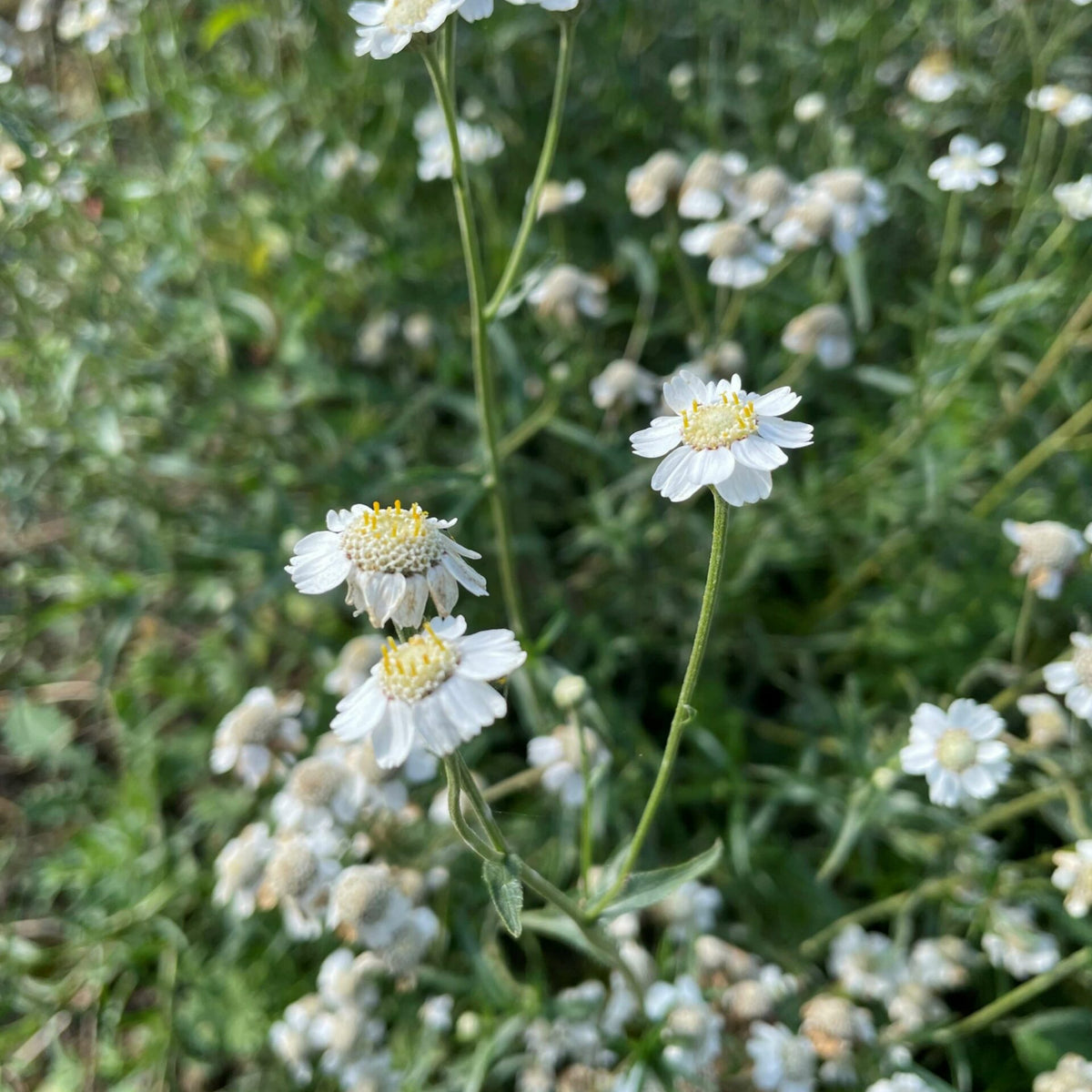 Achillea 'The Pearl' - Achillea ptarmica Pond Plant Lightly scattered Achillea ptarmica blooms with fine white petals and yellow tipped centres, standing out against a softly focused green meadow backdrop. 3