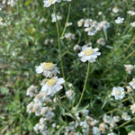 Achillea 'The Pearl' - Achillea ptarmica Pond Plant Lightly scattered Achillea ptarmica blooms with fine white petals and yellow tipped centres, standing out against a softly focused green meadow backdrop. 3