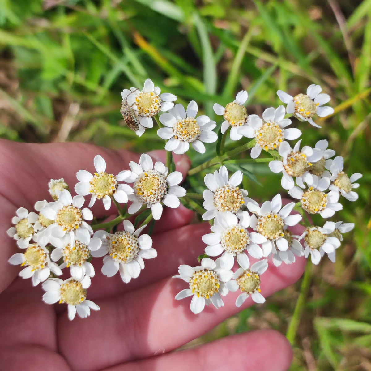 Achillea 'The Pearl' - Achillea ptarmica Pond Plant Hand holding a freshly picked cluster of Achillea ptarmica flowers, showing the small white petals and pale yellow centres up close, with green grass in the background. 4