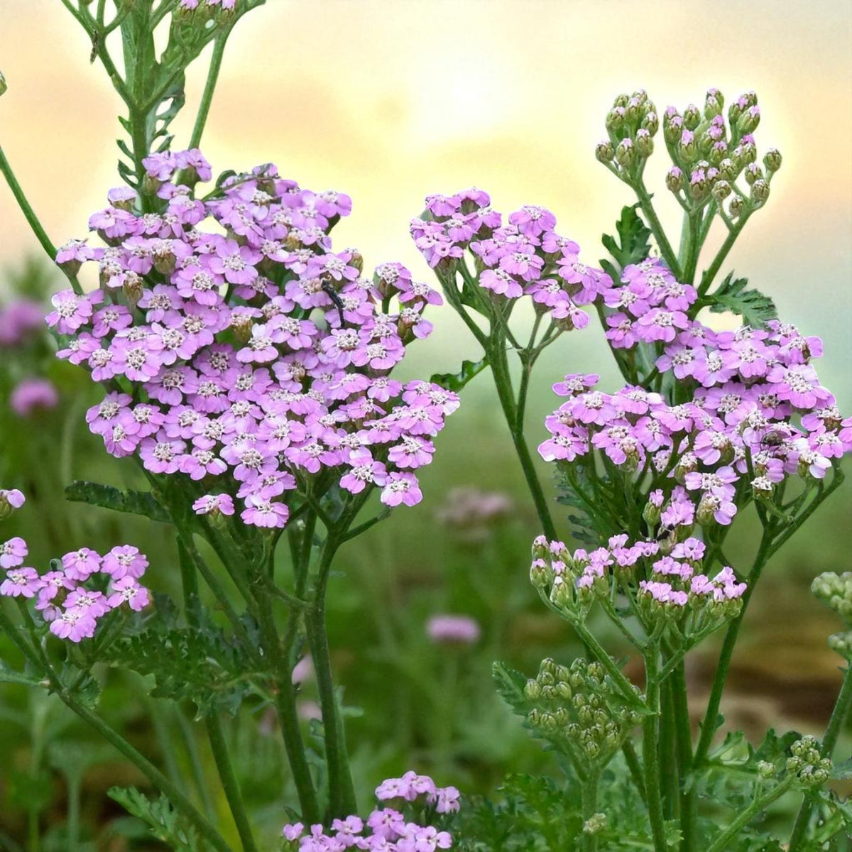 Achillea Lilac Beauty Bare Root  2