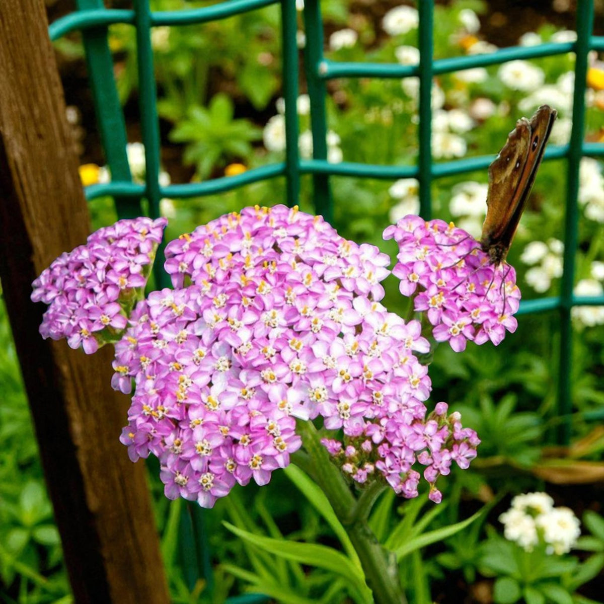 Achillea Lilac Beauty Bare Root  3