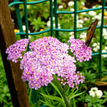 Achillea Lilac Beauty Bare Root  3