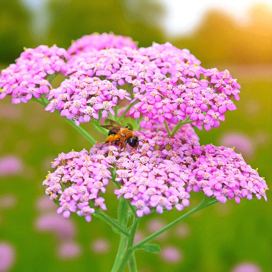 Achillea Lilac Beauty Bare Root  1