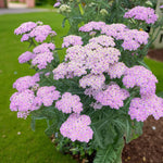Achillea Lilac Beauty Bare Root  4