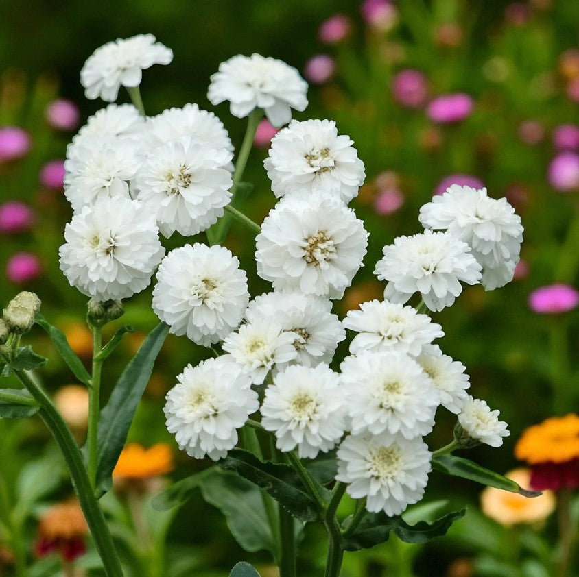 Achillea Noblessa Bare Root  1