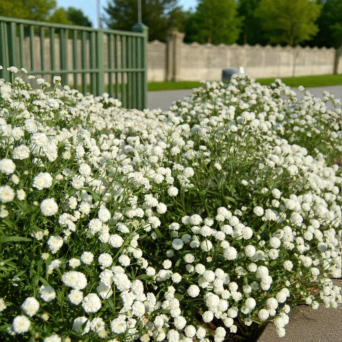 Achillea Noblessa Bare Root  3