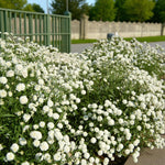 Achillea Noblessa Bare Root  3