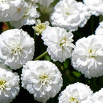 Achillea Noblessa Bare Root  4