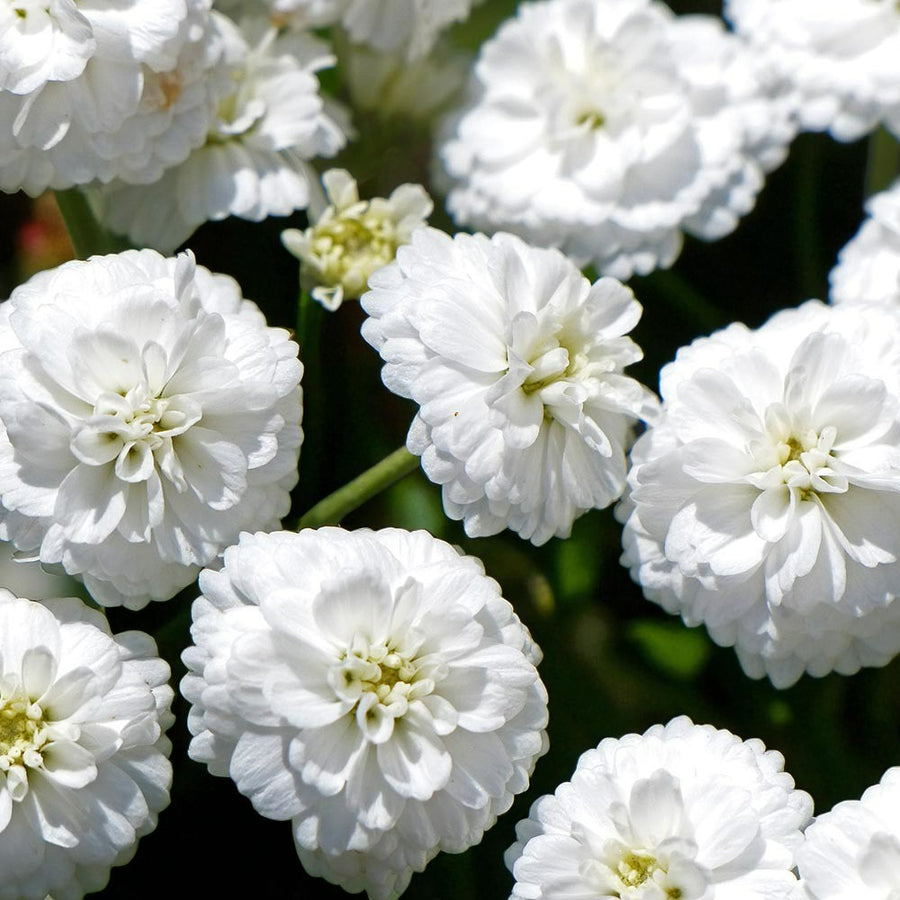 Achillea Noblessa Bare Root  4
