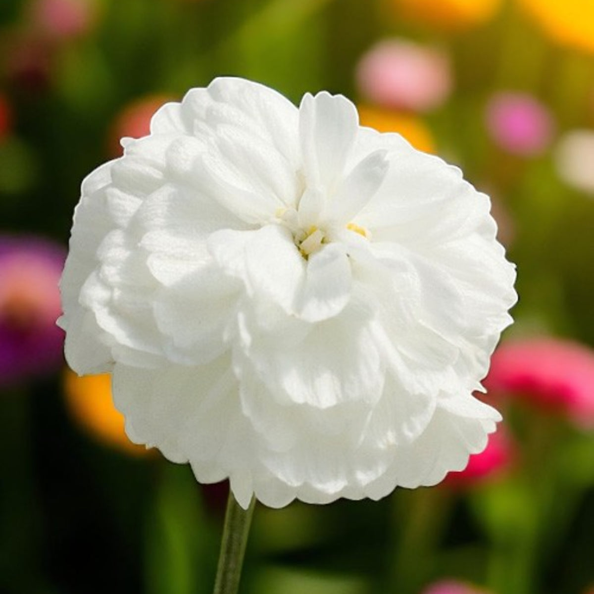 Achillea Noblessa Bare Root  2