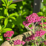 Achillea Summer Wine Bare Root  3