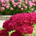 Achillea Summer Wine Bare Root  2