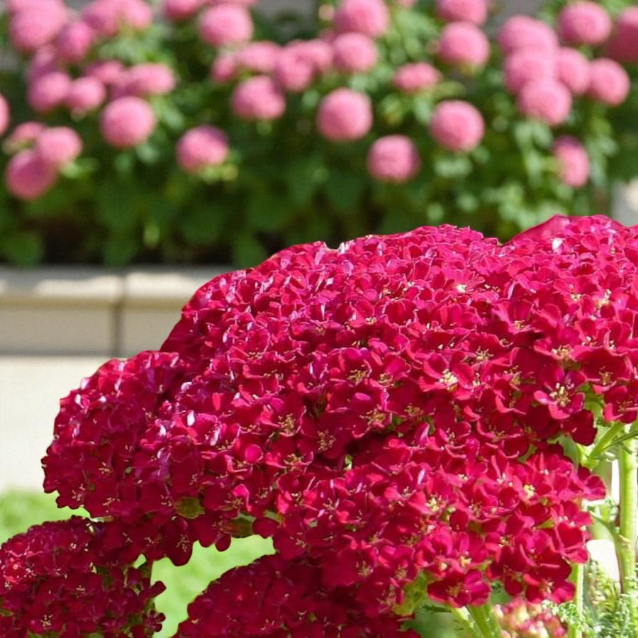 Achillea Summer Wine Bare Root  3