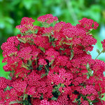 Achillea Summer Wine Bare Root  1