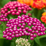 Achillea Summer Wine Bare Root  1