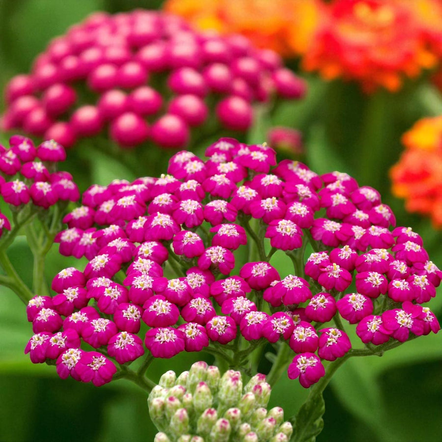 Achillea Summer Wine Bare Root  1