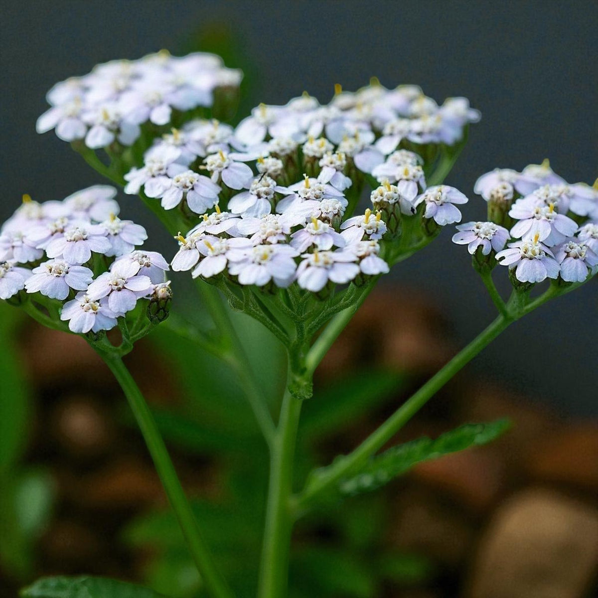 Achillea White Beauty Bare Root  3