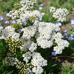 Achillea 'Beauty' Bare Root  4