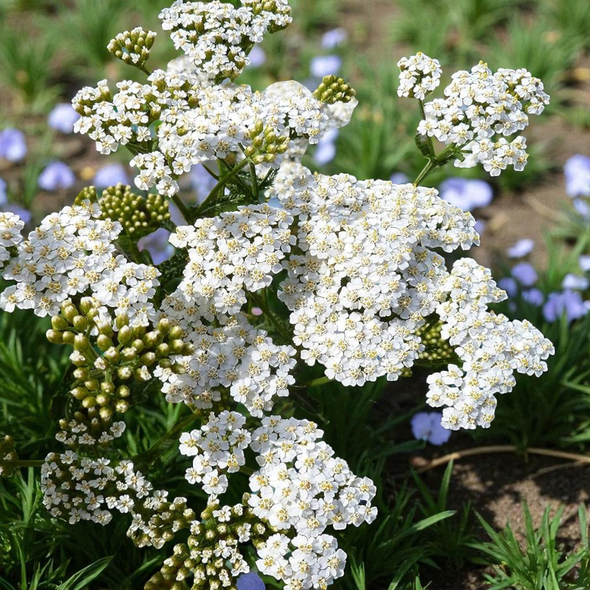 Achillea White Beauty Bare Root  1