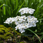 Achillea, Actaea & Brunnera Bare Root Mix  2