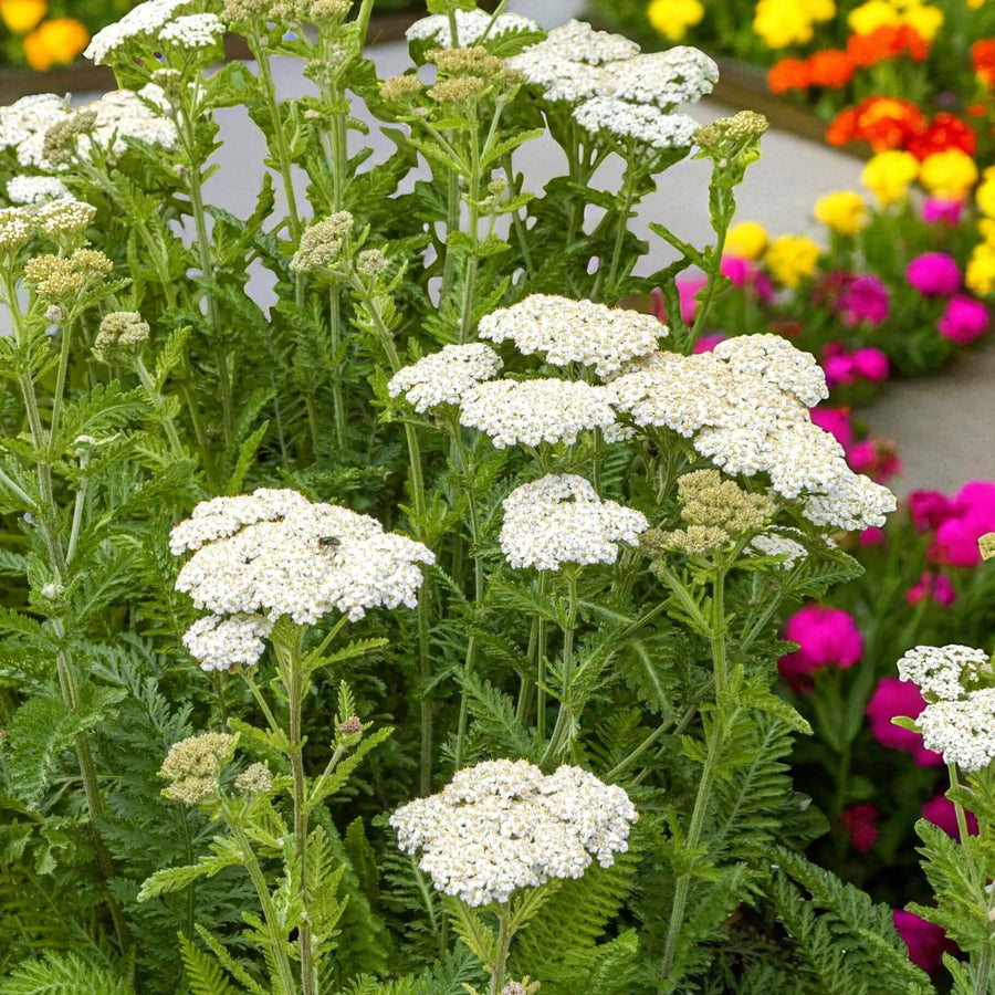 Achillea White Beauty Bare Root  2