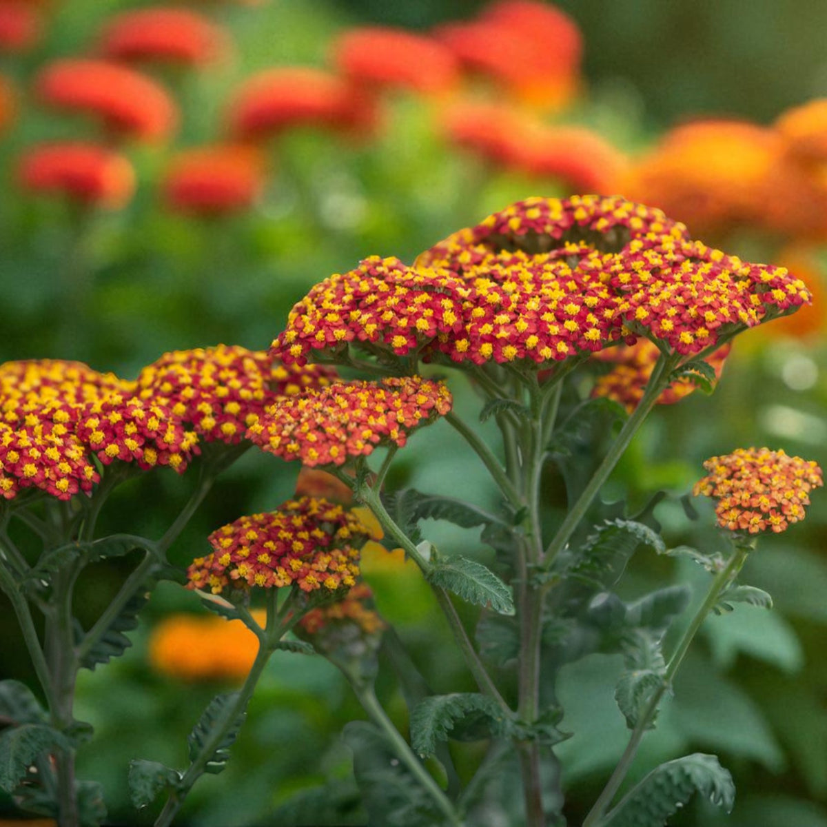 Achillea Terracotta  3