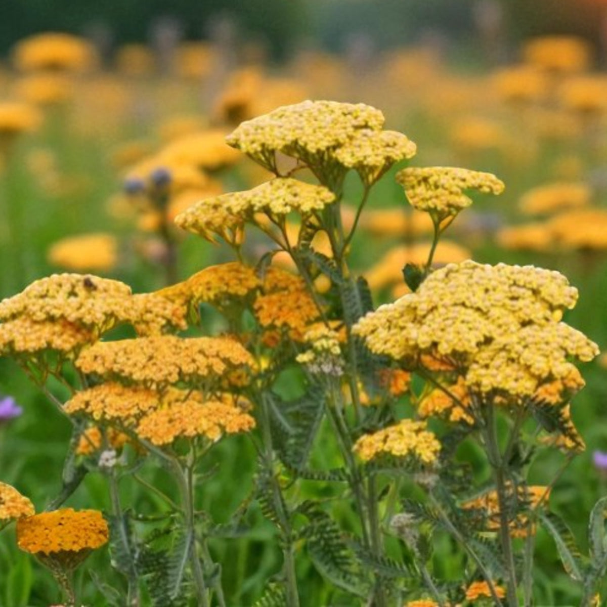 Achillea Terracotta  2