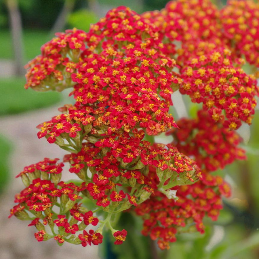 Achillea Walther Funcke  3