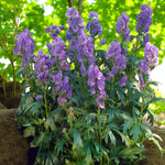 Aconitum Arendsii Bare Root  2