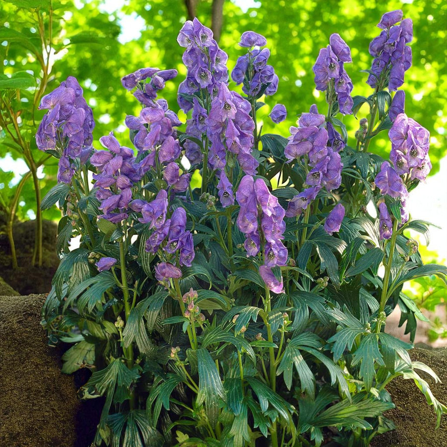Aconitum Arendsii Bare Root  3