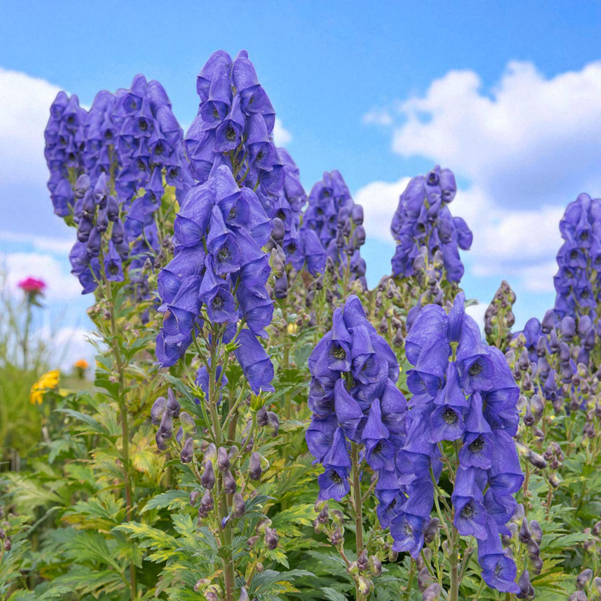 Aconitum Arendsii Bare Root  3