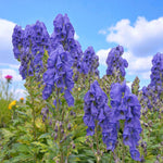 Aconitum Arendsii Bare Root  3