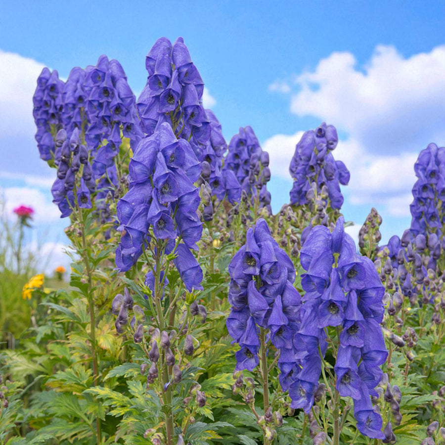 Aconitum Arendsii Bare Root  4