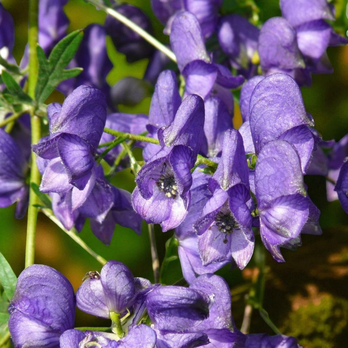 Aconitum Arendsii Bare Root  4