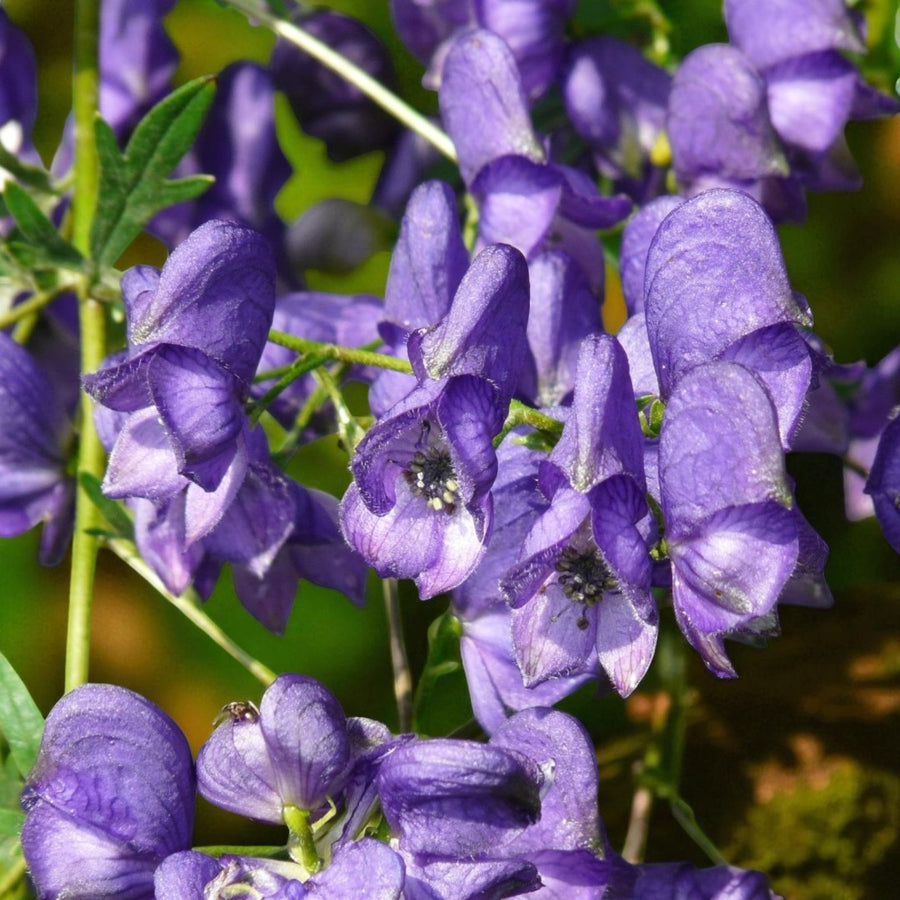 Aconitum Arendsii Bare Root  2